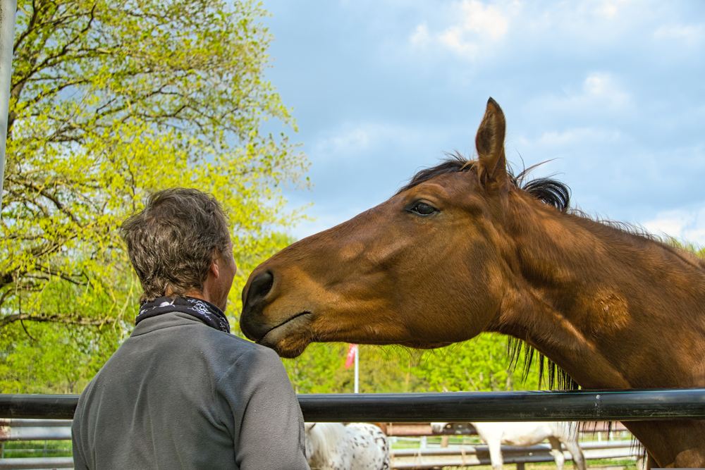 Mann und Pferd Nase an Nase am Weidezaun